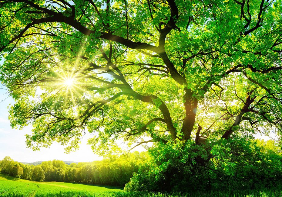 Fototapeta - las, drzewo, słońce