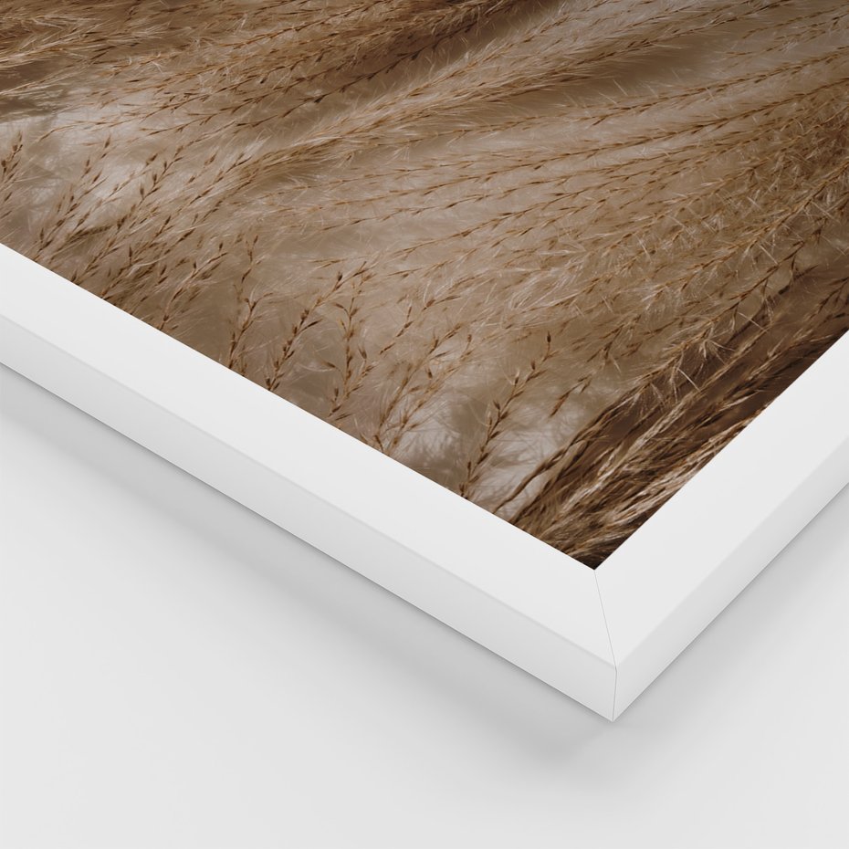 Zestaw obrazy w ramie, plakaty - rośliny, cienie, susz - rama biała