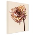 Obraz na płótnie - kwiat, uschnięty, roślina