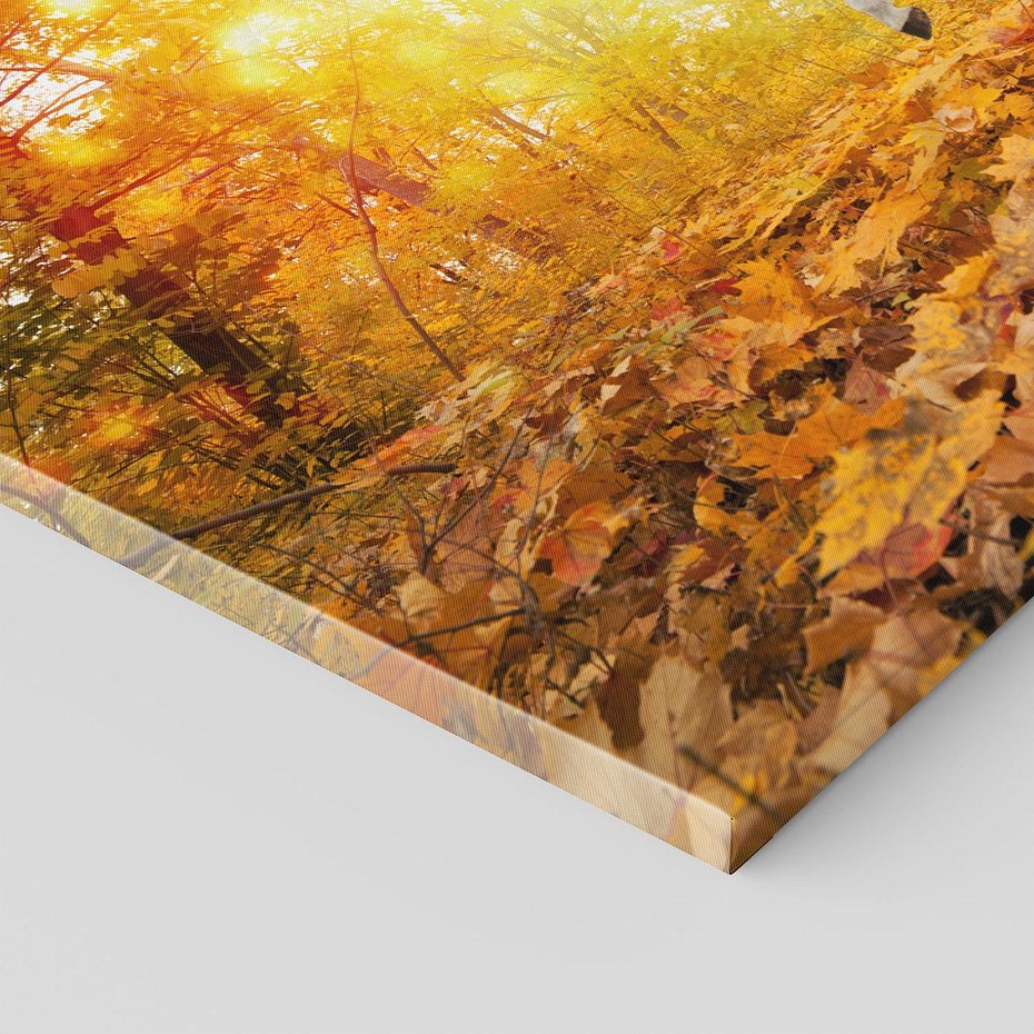 Obraz na płótnie - koń, jesień, las