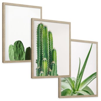 Zestaw obrazy w ramie, plakaty - kaktus, roślina, aloes - rama drewno