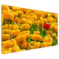 Obraz na płótnie - tulipany, kwiaty, żółty