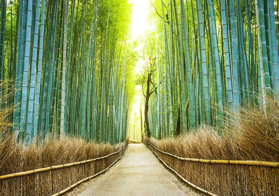 Fototapeta - bambus, las, ścieżka