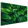 Obraz na płótnie - liście, zieleń, natura