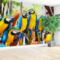 Fototapeta - papugi, ptaki, egzotyczne
