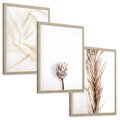 Zestaw obrazy w ramie, plakaty - roślina, suchy, kwiatostan - rama drewno