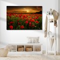 Obraz na płótnie - maki, pole, zachód słońca