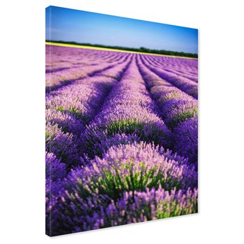 Obraz na płótnie - lawenda, pole, fioletowy