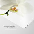 Fototapeta - orchidea, kwiat, biały