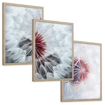 Zestaw obrazy w ramie, plakaty - dmuchawiec, natura, nasiona - rama drewno