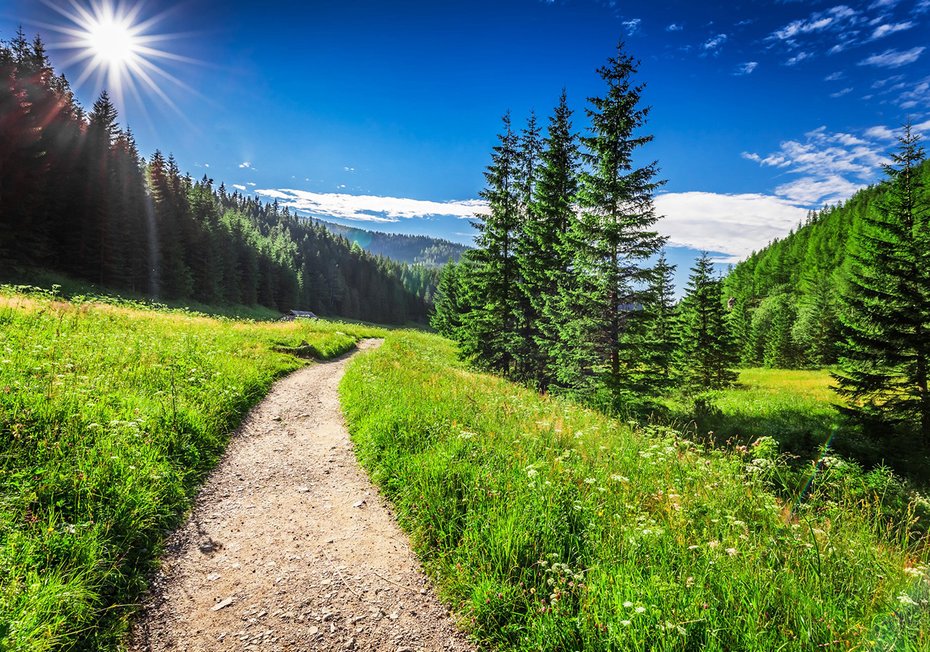 Fototapeta - krajobraz, las, ścieżka