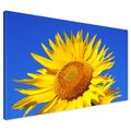 Obraz na płótnie - słonecznik, kwiat, lato